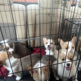 Pembroke Welsh Corgi Puppies from Newlands Insane Danes and Corgis