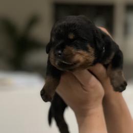 Rottweiler Puppies from GrowlHausRotts