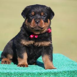 Gero - Black and mahogany male Rottweiler puppy in Uniontown, Alabama from CedarBluff Rottweilers