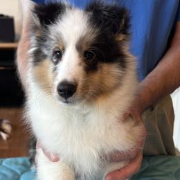 Shetland Sheepdog puppies from Idlewild Shetland Sheepdogs