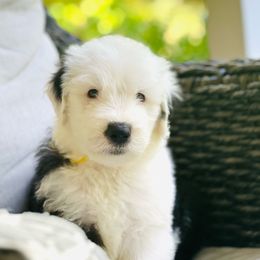 STANLEY - Gray and white male Old English Sheepdog puppy in Bristol, Indiana from Ridgeruns OES