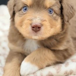 Girl 1 - Red tri female Miniature Australian Shepherd puppy in Arcadia, Indiana from Sunset Cowgirl Mini Aussies