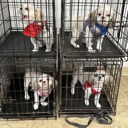 Shih Tzu Puppies from Prescious Shih Tzu’s