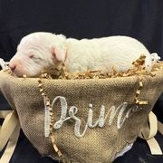 Pink - White female Dogo Argentino puppy in Powder Springs, Georgia from Primo Kennels