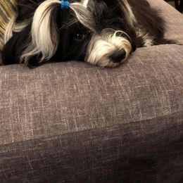 Tibetan Terrier Puppies from Rama Kha Tibetans