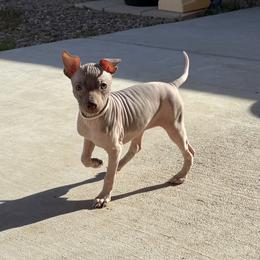 Fresca - White and chocolate female American Hairless Terrier puppy in Arizona City, Arizona from Gaus Hof