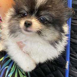 Panda - Black parti female Pomeranian puppy in Avon Park, Florida from Mariska's Pomeranians