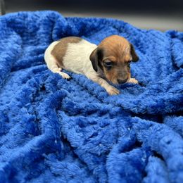 Girl 1 - Piebald female Dachshund puppy in Spanaway, Washington from 11 Oaks Kennels