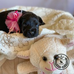 Miniature Schnauzer Puppies from Laurel Crown Schnauzers
