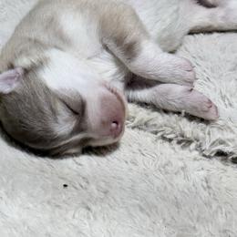 Ginger - Red and white female Siberian Husky puppy in Guffey, Colorado from Sunset Ridge