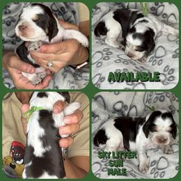 Sun - Liver white and roan male English Springer Spaniel puppy in Billings, Montana from M&M Fuzzy Bottom Friends