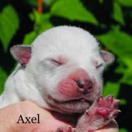 Axel - Blue male Australian Cattle Dog puppy in Redding, California from Macushla Kennel