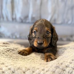 Romeo - Red male Dachshund puppy in Anderson, Alabama from Pasek Kennels