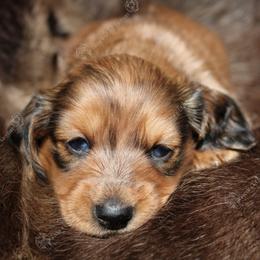 Lincoln - Red male Dachshund puppy in Canton, Ohio from Rissas CrAz Critters