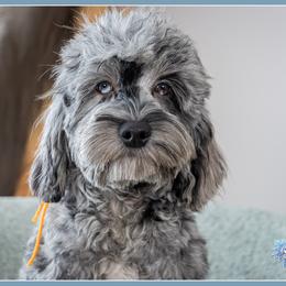 Fraser - Merle male Cockapoo puppy in Connersville, Indiana from Deaz Doodle Ranch