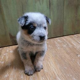 Blue Collar - Blue male Australian Cattle Dog puppy in Riverton, Utah from Rundown Ranch Cattle Dogs