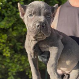 Female 2 - Gray female Cane Corso puppy in California from Donato Kennels