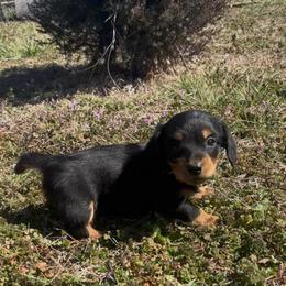 Boy 1 - Black and tan male Dachshund puppy in Stilwell, Oklahoma from Ross's Desert Doxies