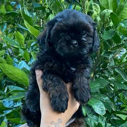 Knox - Sable male Shih Tzu puppy in Chico, California from North State Shih tzus