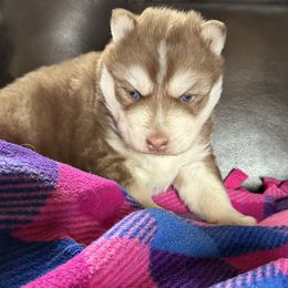 Rocky - Red and white male Siberian Husky puppy in Guffey, Colorado from Sunset Ridge