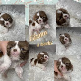 Pumpkin - Liver and white male Shih Tzu puppy in Coolidge, Arizona from Shih Tzu’s  ‘N’ Love