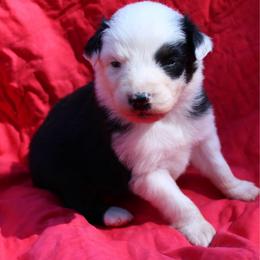 Muncho - Black tri-color female Australian Shepherd puppy in Laurel, Mississippi from Reeves Australian Shepherds