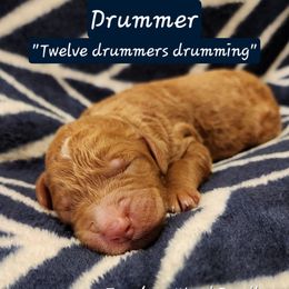 Drummer - Red male Bernedoodle puppy in Pollock Pines, California from Ten Acre Wood Doodles