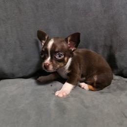 Hershey - Chocolate and tan male Chihuahua puppy in Royal Center, Indiana from Marvelous Chihuahuas