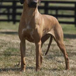 Rhodesian Ridgeback All Grown Up from Adili Ridgebacks