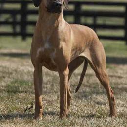 Rhodesian Ridgeback All Grown Up from Adili Ridgebacks