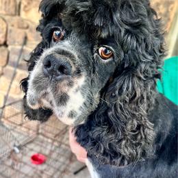 Max - Cocker Spaniel