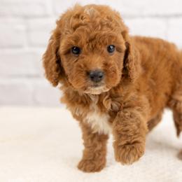Birdie - Red female Cavapoo puppy in Salt Lake City, Utah from Marlene's Doodles