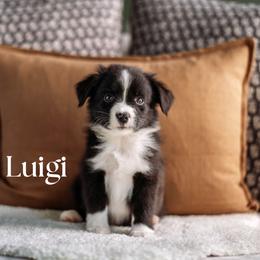 LUIGI - Black & white male Miniature American Shepherd puppy in Puyallup, Washington from FERGI’S GEMINI MAS