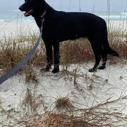 German Shepherd All Grown Up from Blue Phoenix Shepherds
