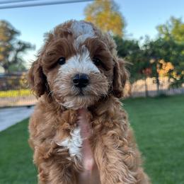 Remy - Apricot male Goldendoodle puppy in Rio Linda, California from GoldendoodlePaw