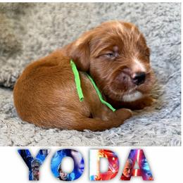 YODA - Red  male Goldendoodle puppy in Minneapolis, Minnesota from The Golden Roo