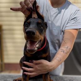Red Collar Girl - Black and rust female Doberman Pinscher puppy in Stow, Ohio from Imperium Dobermann