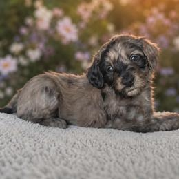 Coco - Merle female Goldendoodle puppy in Englewood, Ohio from The Golden Aussie Co.