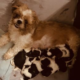 Donna - Shih Tzu