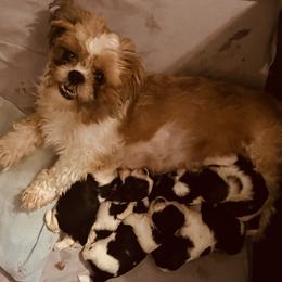 Donna - Shih Tzu