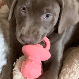 Dilute Retrievers and Labrador Retrievers from Bent Creek Kennels