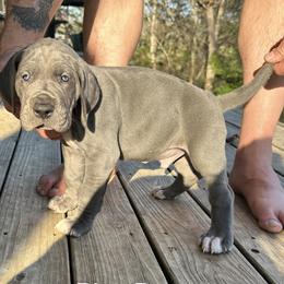 Blue Boy - Blue male Great Dane puppy in Plano, Texas from Blue Thunder Danes