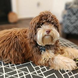 Mille - Australian Labradoodle