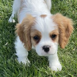 Cavalier King Charles Spaniel Puppies from Rolling Meadows Cavaliers