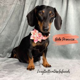 Bella Princessa - Dachshund