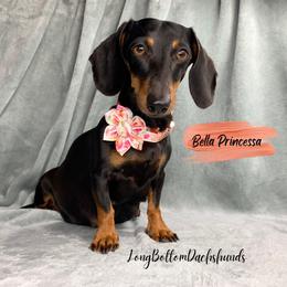 Bella Princessa - Dachshund