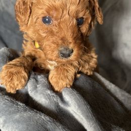 Gio Yellow collar male - Red  male Poodle puppy in Waukegan, Illinois from LaPoodles