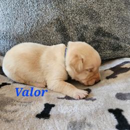 Valor- Dark Blue collar - Yellow male Labrador Retriever puppy in Davenport, Washington from LynnDee's Kennel