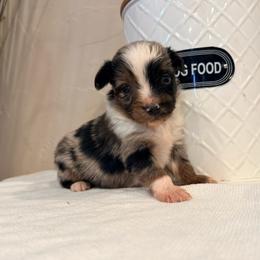 Kingston - Blue merle male Miniature Australian Shepherd puppy in Lakeport, California from Akins Aussies/Wild Rose Ranch