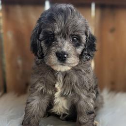 Boy 1 - Merle male Cockapoo puppy in Salt Lake City, Utah from Utah Cocker Spaniels